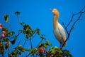 Perched white heron