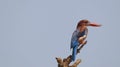 Perched white throated kingfisher