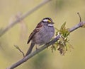 Perched White-throated Sparrow Royalty Free Stock Photo