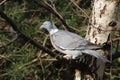 Perched Wood Pigeon