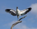 Perched wood stork with its wings outstretched Royalty Free Stock Photo