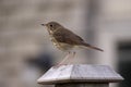 Perched Wood Thrush Royalty Free Stock Photo