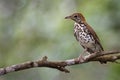 A perched wood thrush