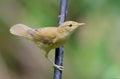 Perched Young Marsh warbler or maybe Reed Warbler curious and inquiring