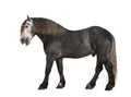 Percheron, 5 years old, a breed of draft horse Royalty Free Stock Photo