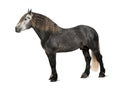 Percheron, 5 years old, a breed of draft horse Royalty Free Stock Photo