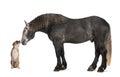 Percheron, 5 years old, a breed of draft horse