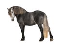 Percheron, 5 years old, a breed of draft horse Royalty Free Stock Photo