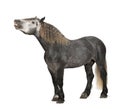 Percheron, 5 years old, a breed of draft horse Royalty Free Stock Photo