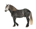 Percheron, 5 years old, a breed of draft horse