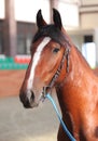 Percheron, a breed of draft horse, against farm