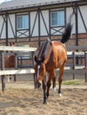 Percheron, a breed of draft horse, against farm