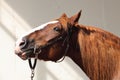 Percheron, a breed of draft horse, against farm