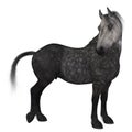 Percheron, a breed of draft horse Royalty Free Stock Photo