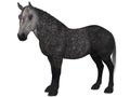 Percheron, a breed of draft horse Royalty Free Stock Photo