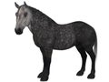 Percheron, a breed of draft horse