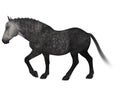 Percheron, a breed of draft horse