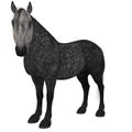 Percheron, a breed of draft horse Royalty Free Stock Photo
