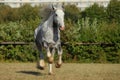 Horse portrait with fluttering wild mane Royalty Free Stock Photo