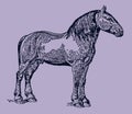 Percheron draft horse in side view on a purple-grey background