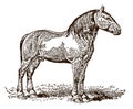 Percheron draft horse in side view standing on a meadow
