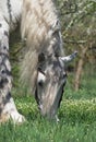 Percheron