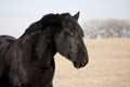 Percheron horse