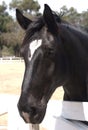 Percheron Horse