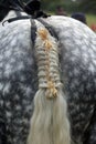 PERCHERON HORSE, CLOSE-UP OF BRAIDED TAIL, NORMANDY IN FRANCE