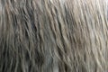 Percheron Horse, Close up of Mane