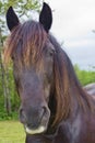 Percheron Horse Head Shot Royalty Free Stock Photo