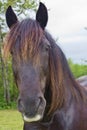 Percheron Horse Head Shot