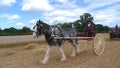 Percheron Horse at a Heavy Horse Country Show in England