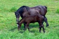 Percheron Horse With Her Foal