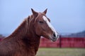 Percheron horse running in spain Royalty Free Stock Photo