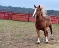 Percheron horse running in spain Royalty Free Stock Photo