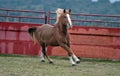 Percheron horse running in spain Royalty Free Stock Photo