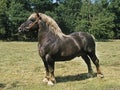 Percheron Horse, Stallion standing in Paddock Royalty Free Stock Photo