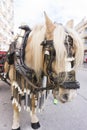 Percheron horse in the street Royalty Free Stock Photo