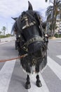 Percheron horse in the street Royalty Free Stock Photo