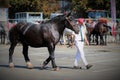 A Percheron horse walking with its owner at the Foire St Gregoire show in ErnÃÂ©e, mayenne France 2018