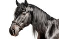 Percheron Horse On White Background. Generative AI