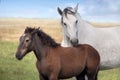 Percheron horses on meadow Royalty Free Stock Photo