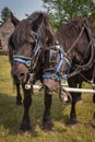 Percheron Horses Royalty Free Stock Photo