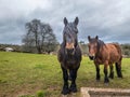 Percheron horses on a sunny day in countryside, Asturias