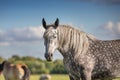 Percheron mare close up Royalty Free Stock Photo
