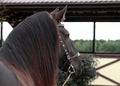 Percheron, 5 years old, a breed of draft horse Royalty Free Stock Photo