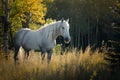 Percheron - France