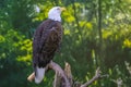Perching American Bald Eagle