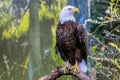 Perching American Bald Eagle